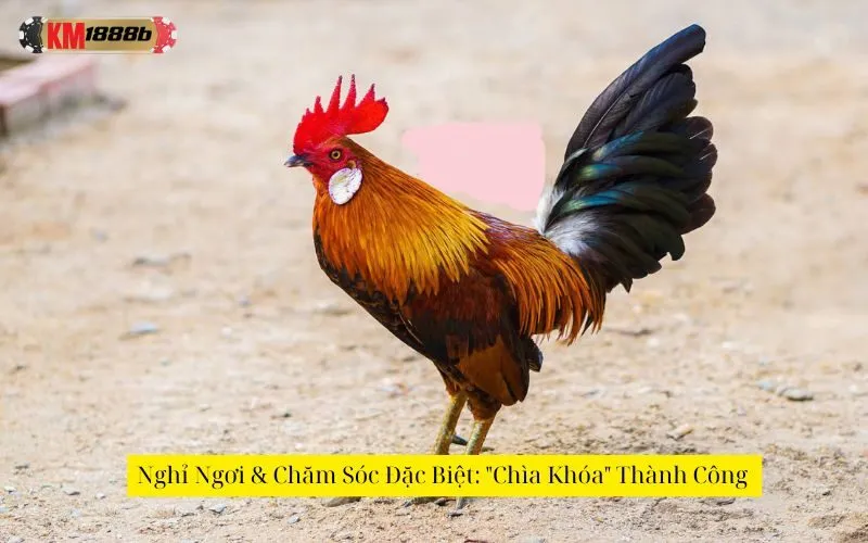 Nghỉ Ngơi & Chăm Sóc Đặc Biệt: "Chìa Khóa" Thành Công