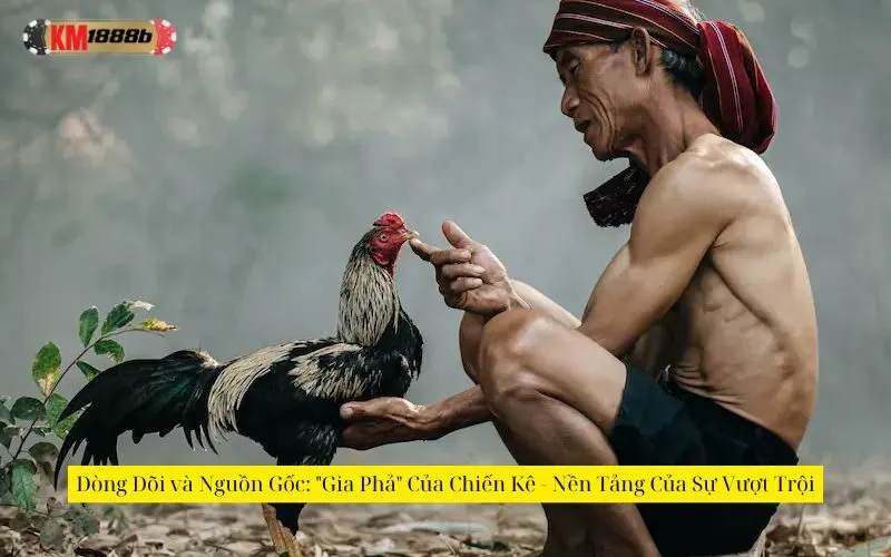 Dòng Dõi và Nguồn Gốc: "Gia Phả" Của Chiến Kê - Nền Tảng Của Sự Vượt Trội