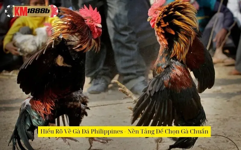 Hiểu Rõ Về Gà Đá Philippines - Nền Tảng Để Chọn Gà Chuẩn