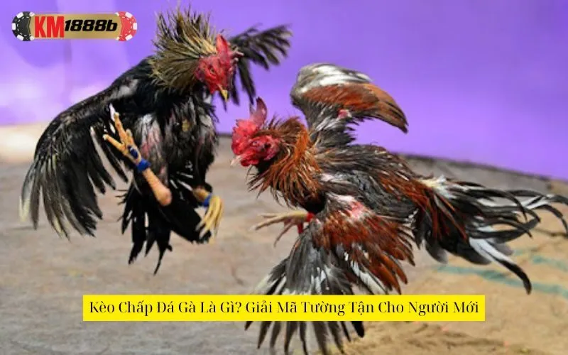 Chiến thuật đọc kèo chấp chính xác khi cá cược đá gà