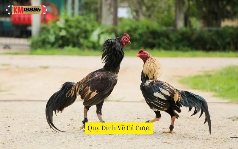 Quy Định Về Cá Cược