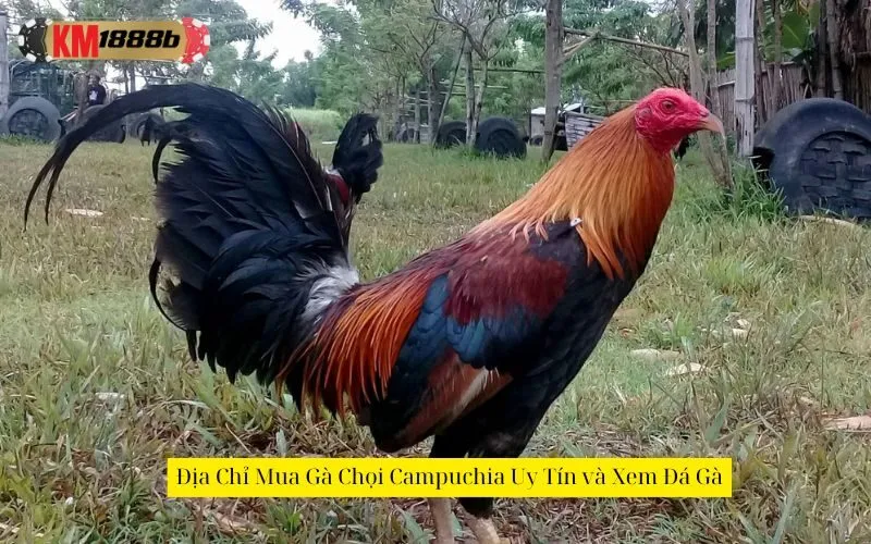 Địa Chỉ Mua Gà Chọi Campuchia Uy Tín và Xem Đá Gà