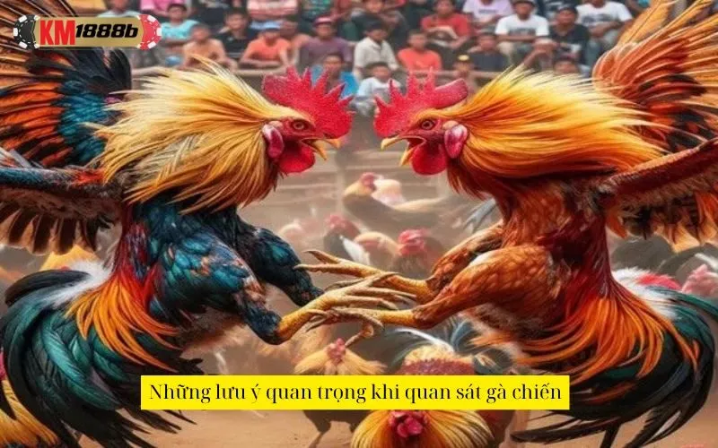 Những lưu ý quan trọng khi quan sát gà chiến
