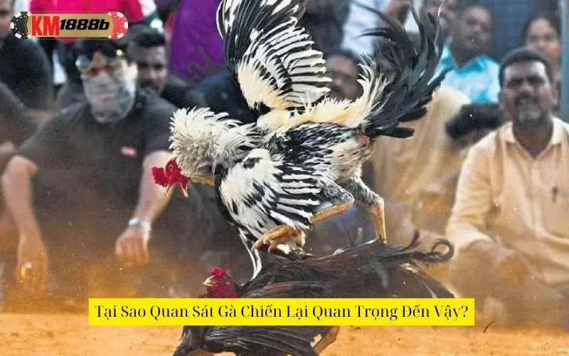 Tại Sao Quan Sát Gà Chiến Lại Quan Trọng Đến Vậy?