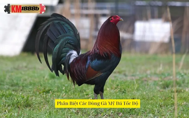 Phân Biệt Các Dòng Gà Mỹ Đá Tốc Độ