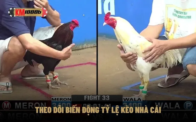 Theo dõi biến động tỷ lệ kèo nhà cái