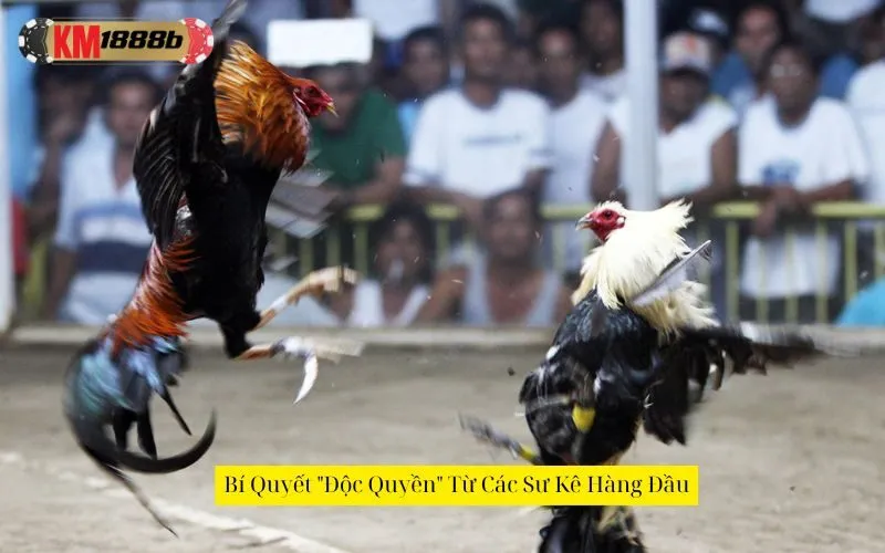 Bí Quyết "Độc Quyền" Từ Các Sư Kê Hàng Đầu