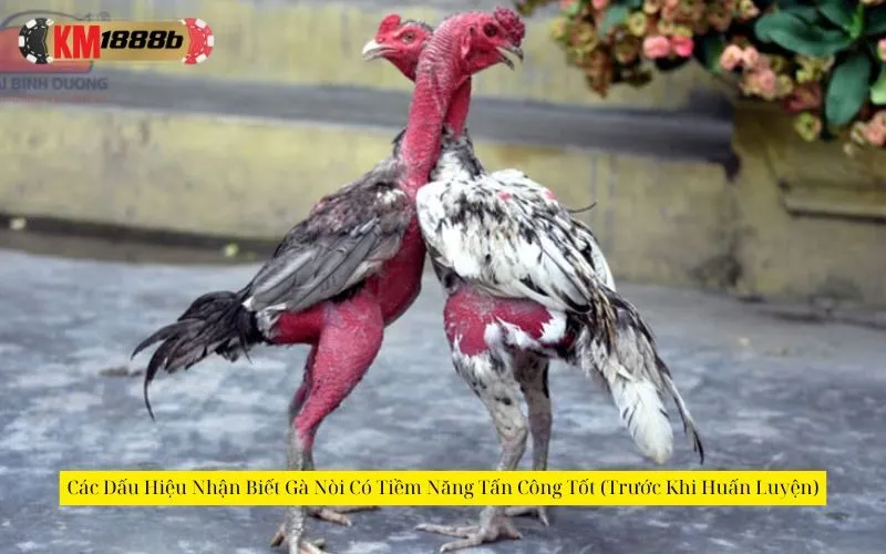 Các Dấu Hiệu Nhận Biết Gà Nòi Có Tiềm Năng Tấn Công Tốt (Trước Khi Huấn Luyện)